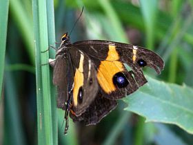 Varied Sword-grass Brown