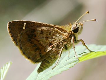 Banded Grass Skipper