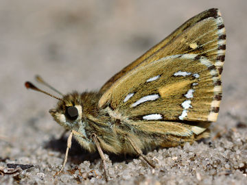 Silver-spotted Ochre