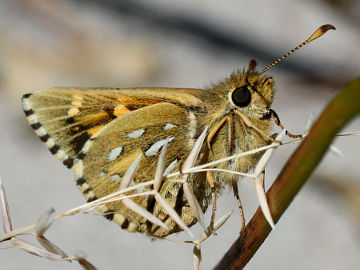 Silver-spotted Ochre