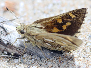 Silver-spotted Ochre