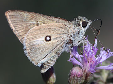 Trapezites petalia