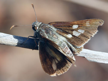 Trapezites petalia