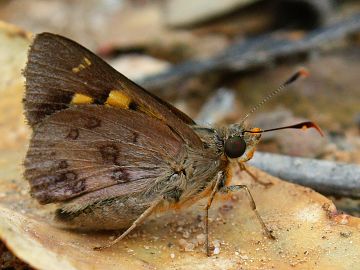 Southern Silver Ochre