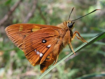 Splendid Ochre