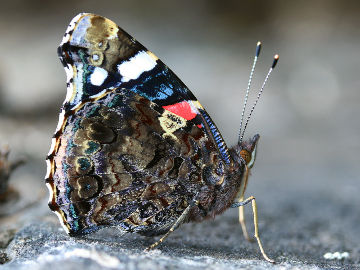 Admiral