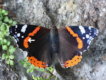 Admiral