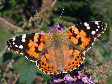 Painted Lady