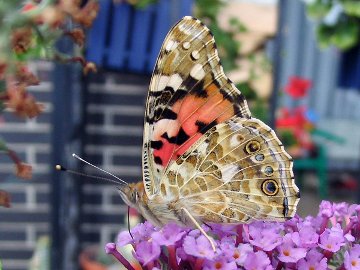 Painted Lady