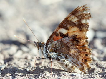 Distelfalter