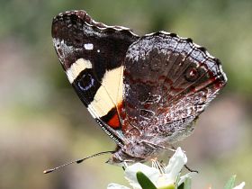 Yellow Admiral