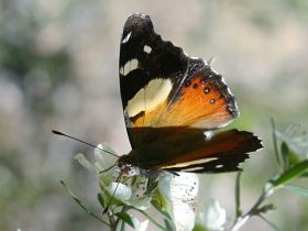 Yellow Admiral