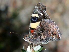 Yellow Admiral