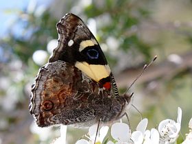 Yellow Admiral