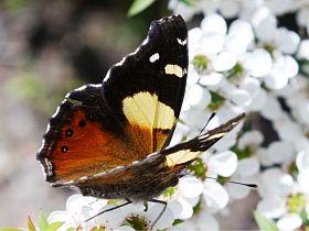 Yellow Admiral