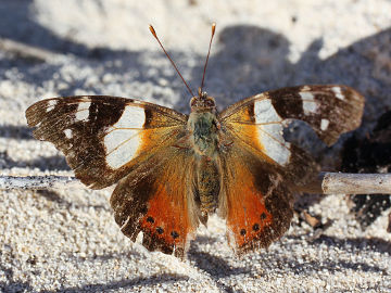 Yellow Admiral