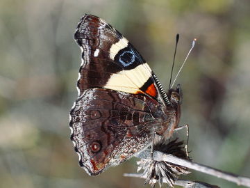 Yellow Admiral