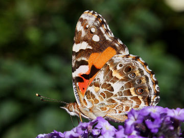 Australian Painted Lady