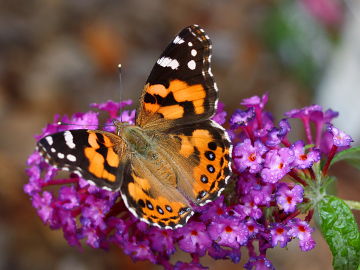 Australian Painted Lady