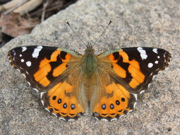 Australian Painted Lady