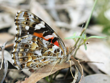 Australian Painted Lady