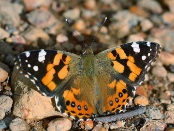 Australian Painted Lady