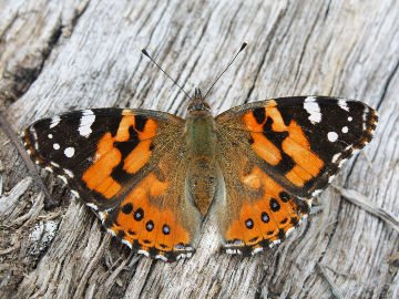 Australian Painted Lady