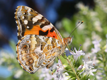 Australian Painted Lady