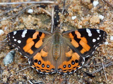 Australian Painted Lady (Vanessa kershawi)