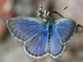 Common Grass Blue