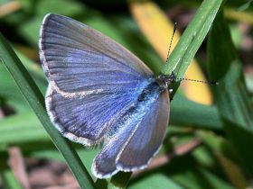 Common Grass Blue