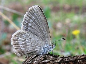 Common Grass Blue