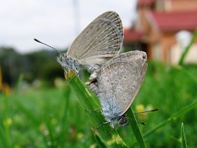 Common Grass Blue