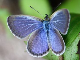 Common Grass Blue