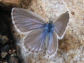 Common Grass Blue