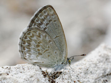 Common Grass Blue