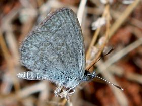 Common Grass Blue