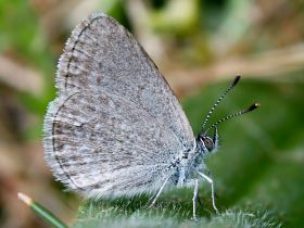 Common Grass Blue