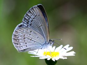 Common Grass Blue