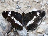 Limenitis camilla