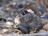 Large Bronze Azure