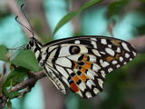 Chequered Swallowtail