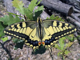 Papilio machaon