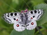 Parnassius apollo