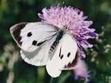 Pieris brassicae