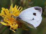 Karstweißling (Pieris mannii)