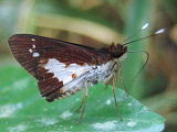 White-clubbed Swift (Sabera caesina)