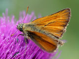 Braunkolbiger Braun-Dickkopffalter (Thymelicus sylvestris)