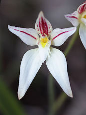 White Primrose Orchid (Caladenia lateritica) White Primrose Orchid (Caladenia lateritica)