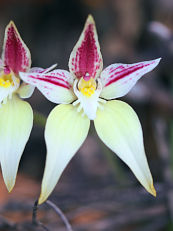 Caladenia sp. Caladenia sp.